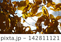 Golden branches of birch gently swaying in wind with bright sunlight at background. Autumn yellow foliage swinging on breeze at parkland. Beautiful colorful fall season. Slow motion 142811121