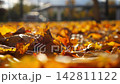 Close up view of empty autumn parkland at sunset. Brown maple leaves lying on lawn at woodland. Gentle wind blowing through colorful foliage on the ground at forest. Low view Slow motion 142811122