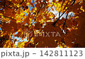 Bright orange maple leaves on tree branches gently swaying in wind with sunlight at background. Lush autumn yellow foliage swinging on the breeze at forest. Beautiful colorful fall season. Slow motion 142811123