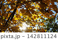 Golden maple leaves on tree branches gently swaying in wind with sunlight at background. Lush autumn yellow foliage swinging on the breeze at forest. Beautiful colorful fall season. Slow motion 142811124