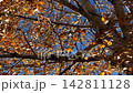Low view to tree top of birch with brown leaves at sunny autumn day. Branches with lush foliage gently swaying in wind at parkland. Beautiful colorful fall season. Slow motion 142811128