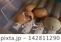 Newborn wet chick breaking the eggshell to be born in a home incubator, representing the miracle of life, new beginnings, and the fragility of new life in an agricultural setting 142811290