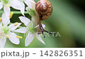 以韭菜花為食的小蝸牛 142826351