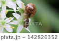 以韭菜花為食的小蝸牛 142826352