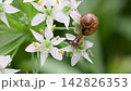 以韭菜花為食的小蝸牛 142826353