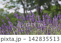 一片盛開的薰衣草田和鬱鬱蔥蔥的自然景色（療癒、芳香療法、自然畫面） 142835513