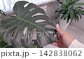 Close-Up Focus on a Beautiful Monstera Leaf Held by a Hand with a Lush Green Background  142838062