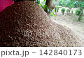Pile of crushed shells on ground after cleaning peanuts 142840173