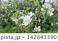 blooming, flowers, tree 142841390