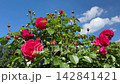 Garden rose bush with bright red blooms in garden. 142841421