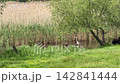 A heron walks in lake with reeds. 142841444