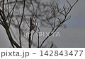 春先の新芽が出始めた木に止まり鳴いているウグイス 142843477