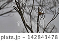 春先の新芽が出始めた木に止まり鳴いているウグイス 142843478