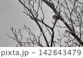 春先の新芽が出始めた木に止まり鳴いているウグイス 142843479