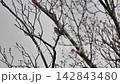 春先の新芽が出始めた木に止まり鳴いているウグイス 142843480