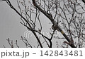 春先の新芽が出始めた木に止まり鳴いているウグイス 142843481