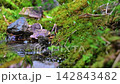 水浴びに来たウグイス 142843482
