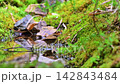 水浴びに来たヤブサメ 142843484