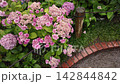 雨の中のアジサイ 142844842