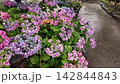 雨の中のアジサイ 142844843