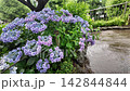 雨の中のアジサイ 142844844