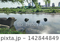 夏の多摩川タイムラプス 142844849
