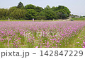 鏡頭緩緩移動，展現了盛開的麥穗、矢車菊以及右側鬱鬱蔥蔥的鄉村景色。 142847229