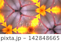 A fantastical kaleidoscope loop video of tulip petals. (Tulip, Petals, Image Video) 142848665
