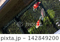 A tamasaba goldfish swim joyful toward feed in clear japan freshwater garden pond during peaceful sunny day showing vibrant red orange white color, energetic movement under water surface, active pet 142849200