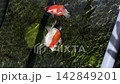 A tamasaba goldfish swim eagerly near clear pond water surface expecting feed time, showing vibrant orange white colors outdoors during sunny day care in traditional japan garden aquatic pet scene 142849201