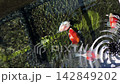 A japanese tamasaba goldfish swim actively near clear water ripple seeking feed to gather food during peaceful morning traditional outdoor stone pond background, bringing serene feeling to viewer 142849202
