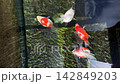 A tamasaba goldfish swim and feed clear water pond japan, beautiful aquatic pet animal underwater, top view colorful orange white fish serene nature outdoor environment, eagerly gather near surface 142849203