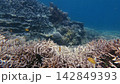 Diving pov dolly forward passing over dense staghorn coral (Acropora cervicornis) to reveal a bustling reef teeming with lemon damsel among other diverse fish in Dauin, Philippines 142849393