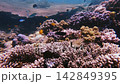 Diving pov dolly forward along rich coral reef bustling with marine life creating a surreal stunning underwater scene. Dauin, Philippines 142849395