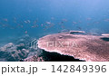 Magical diving pov dolly forward swimming on top of a giant Acropora cytherea to show the grandeur and size while schools of blackspotted snappers swims in the distance. Dauin, Philippines 142849396