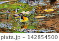 林の中の水たまりで水浴びするキビタキのオス 142854500