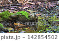 林の中の水たまりで水浴びするコゲラ 142854502