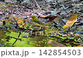 林の中の水たまりで水浴びするウグイスとメジロ 142854503