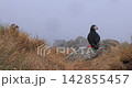 Atlantic puffin (Fratercula arctica), on the rock on the island of Runde (Norway). 142855457