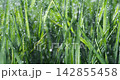 Green grass close-up raindrops slowly falling on the grass. Shot on super slow motion camera 142855458
