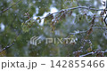 Close-up of bare tree branches with lingering yellow autumn leaves, covered in fresh snow during snowfall, set against blurred green forest background. Shot on super slow motion camera 1000 fps. 142855466