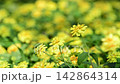 Zinnia elegans blooming in garden. 142864314