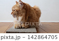 フローリングの上にある爪土岐の上にいる茶トラ猫 142864705
