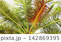 Sunlight filtering through lush green and drying orange leaves of tropical coconut palm tree from below 142869395