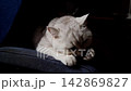 A Serene Moment: A Soft-Furred Cat Contemplating in Shadows on a Cozy Chair 142869827