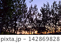 A Tranquil Dusk Among Silhouetted Trees Reflecting the Calming Hues of Nature's Evening Palette 142869828