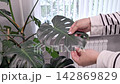 Exploring the Beauty of Monstera Leaves: A Close-Up Look at Their Unique Structure and Lush Greenery in a Home Environment 142869829