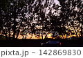 A Serene Sunset Framed by Silhouetted Trees: A Tranquil Evening Landscape Captured in Time 142869830