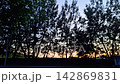 An ambulance passes against the background of silhouettes of trees and a colorful twilight sky, 142869831