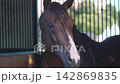 A Close-Up View of a Majestic Brown Horse in a Stable, Capturing Its Graceful Presence and Unique Features in Two Distinct Frames 142869835
